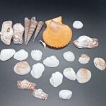 Conchitas de Mar decorativas  para resina Epoxica